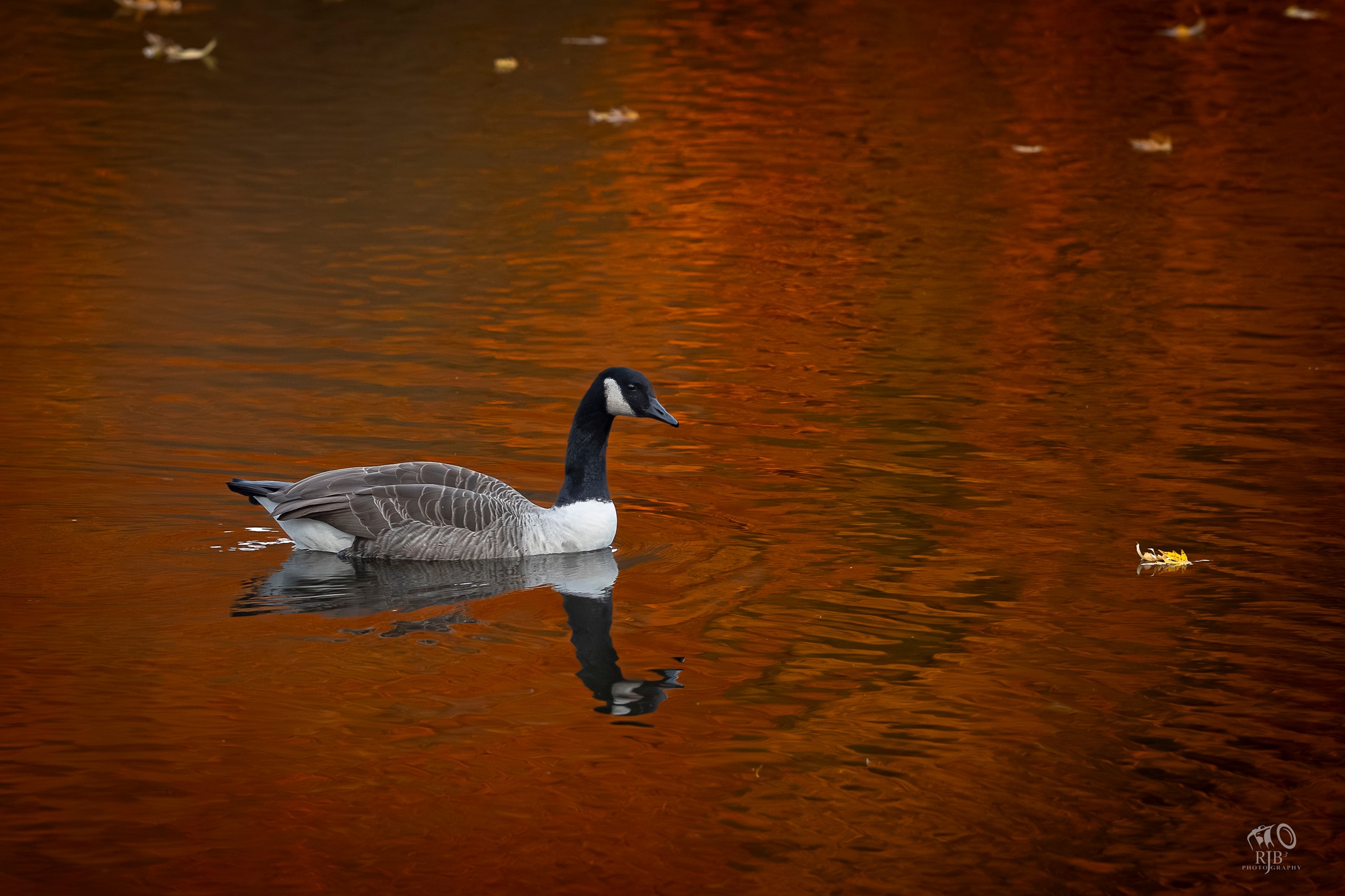 RJB3 Photography thumbnail 3